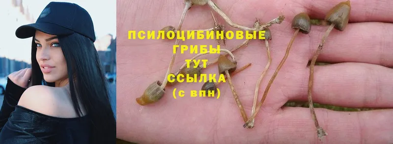 даркнет сайт  Коряжма  Псилоцибиновые грибы Psilocybe 